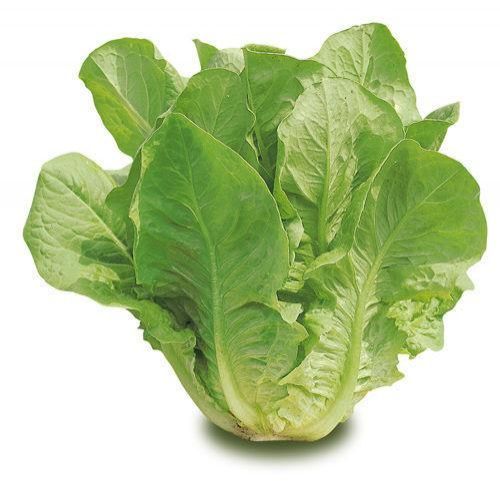 Insalata Romana - 0,5 kg